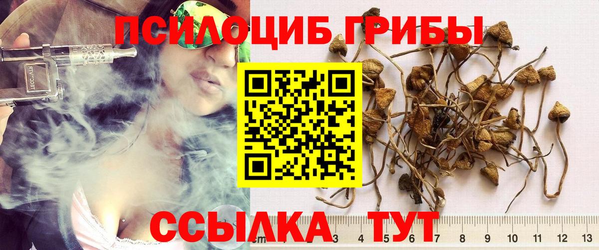 Курган  Галлюциногенные грибы Psilocybe  Вход с VPN 
